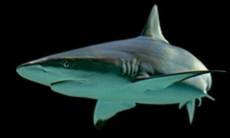 shark image