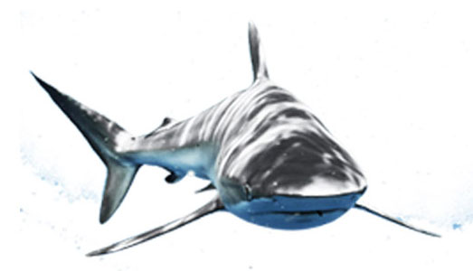 shark image